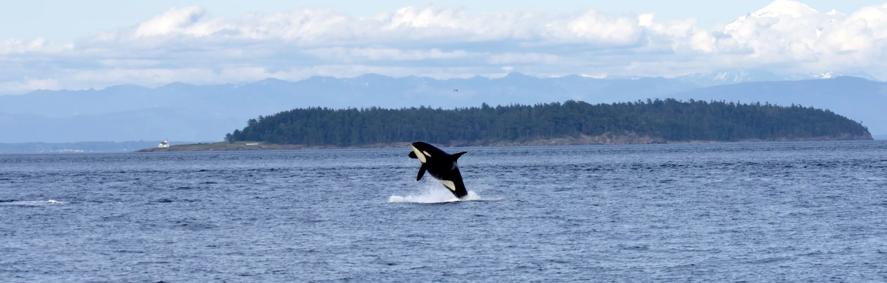 Whale jumping out of water