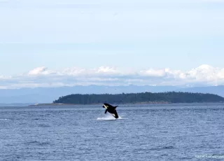Whale jumping out of water