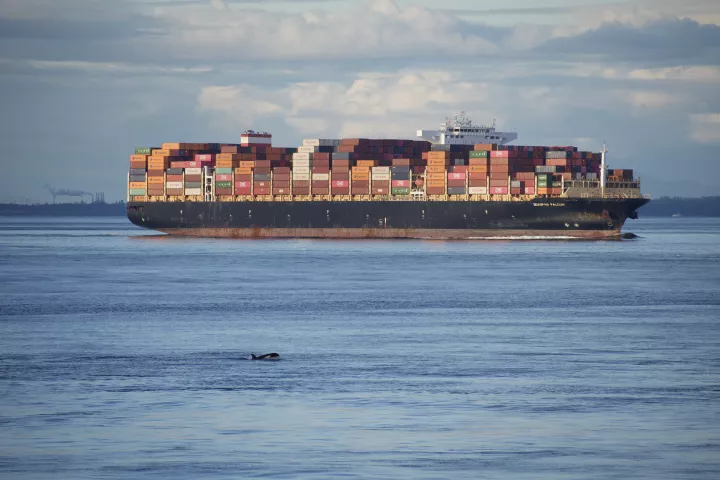 Whale with container ship in background Whale with container ship in background