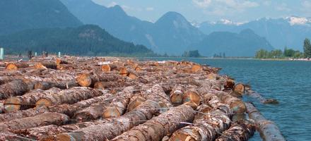 Des dizaines de troncs d'arbres flottent dans la rivière. On aperçoit les montagnes à l'arrière-plan.